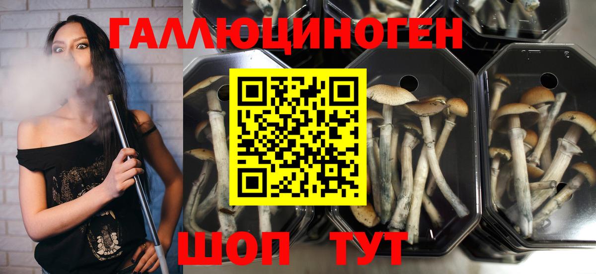 Псилоцибиновые грибы GOLDEN TEACHER Кисловодск